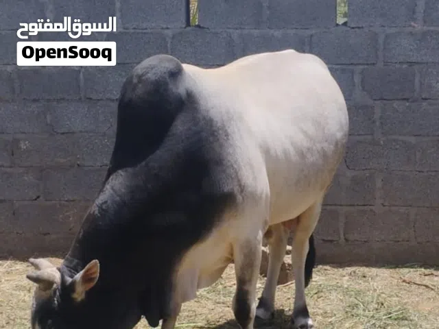 ثور.  اثيوبي. مطعووووم سنتين ونص