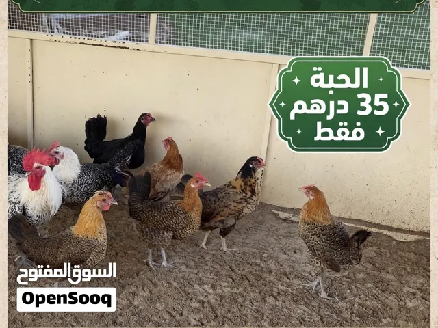 دجاج بلدي / محلي بياض و بصحة ممتازة تربية بيوت الحبه على 35 درهم / شي طيب الحمدلله 8 حبات للبيع .