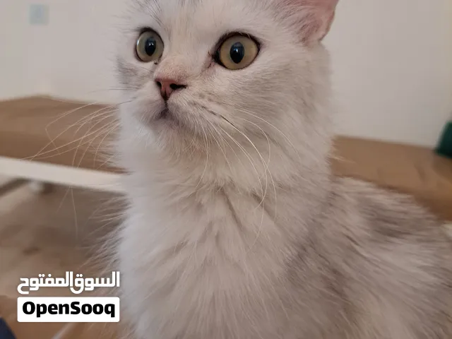 انثى شيرازية العمر 13شهر قابلة لتزاوج