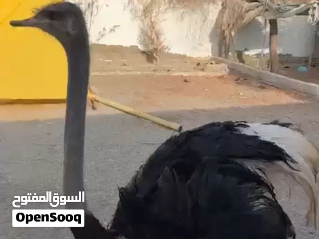 نعامه للبيع كبيرة  للبيع فقط