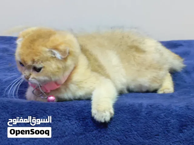 سكوتش فولد