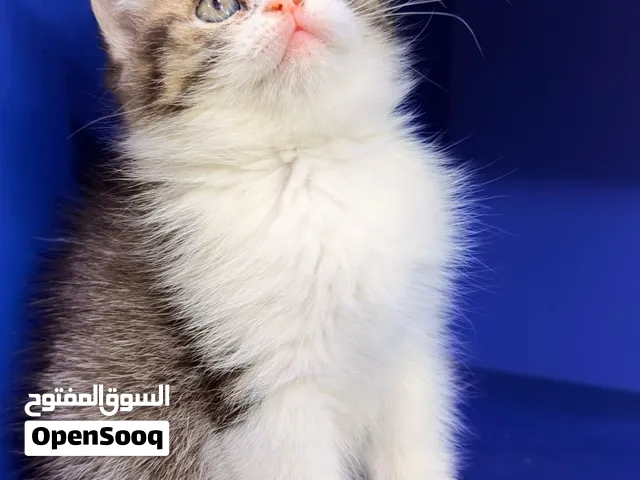 قطط للتبني مقابل رمزي