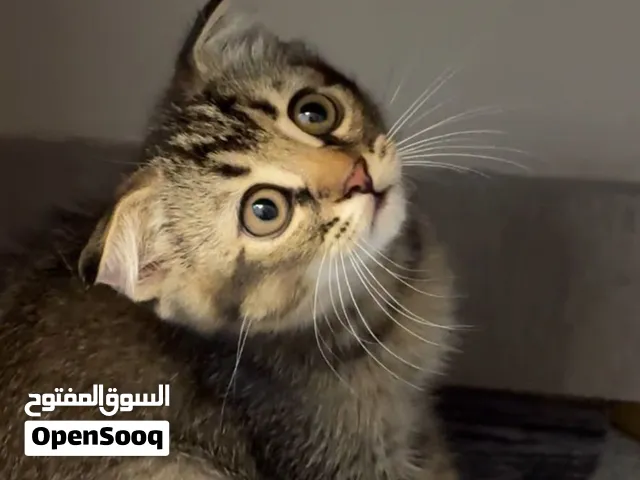 للبيع قطط سكوتش فولد وستريت