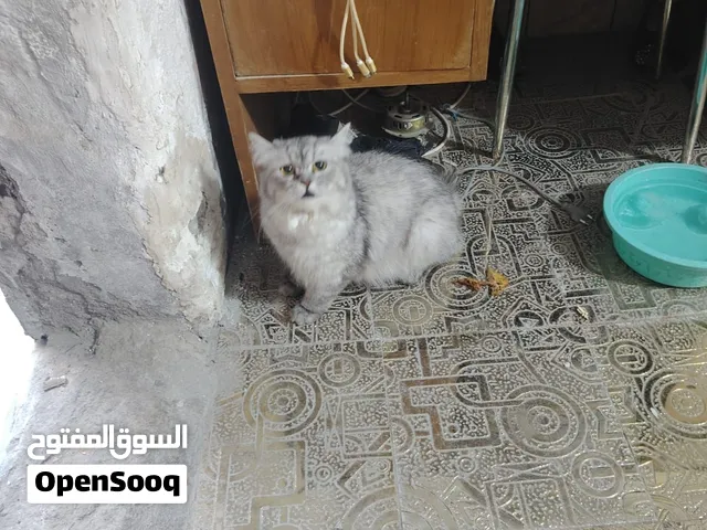 بزونه للبيع