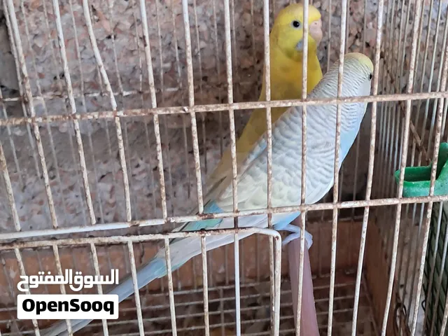 جوز باقلينو