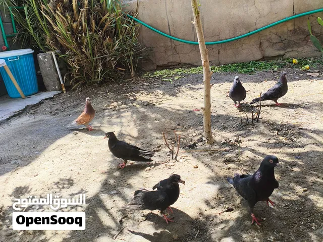 حمام لوت للبيع اقرا الوصف