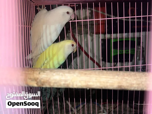 زوج روز (طيور الحب) ألبينو ولاتينو منتج على الشرط - للبيع
