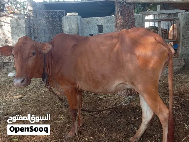بقره محليه (عمانيه)