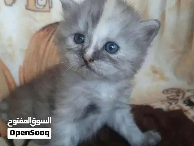 قطط kitten للبيع