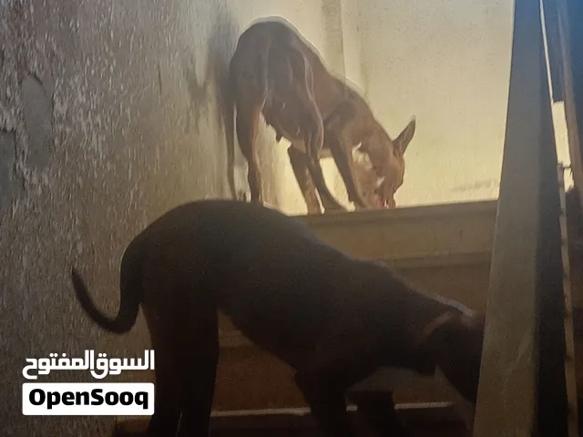 مجموعت كلاب للبيع