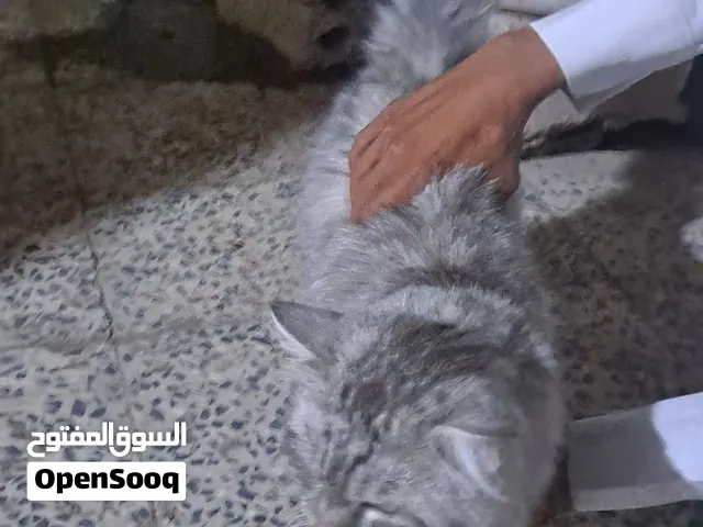 قط فخم لون فخم اسطوري عرطة