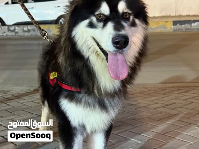 ذكر مالموت استيراد من مصر مع جواز سفر