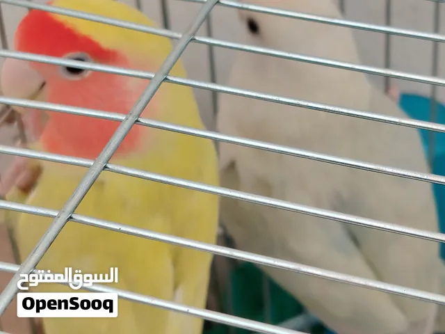 جوز روز جاهزين السعر 30