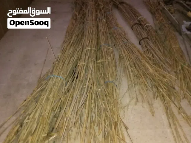 قصيب للبيع