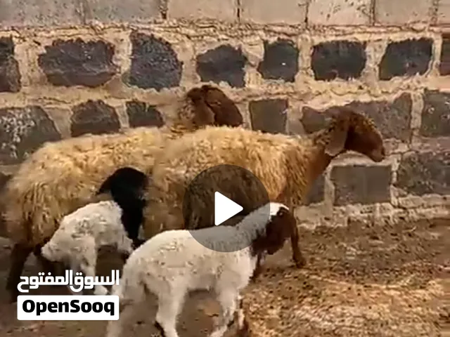 غنم الباديه الشمالية