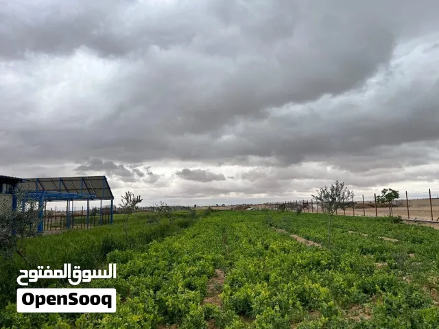 مزرعة للاستثمار الريفي والسكن, 5 دنمات. طريق المطار سكا مدخل زمان الخير