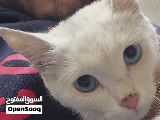 قط أزرق كالسماء الصافية والبحر الهادئ