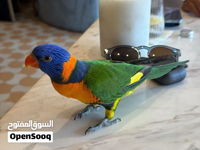 لوري عمره 9اشهر ويا اكله وقفصه والفتيمنات 1800وقابل