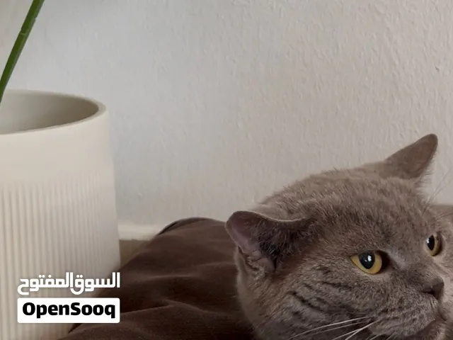 بيعه مُستعجلة!!،British Shorthair Blue قطط للبيع
