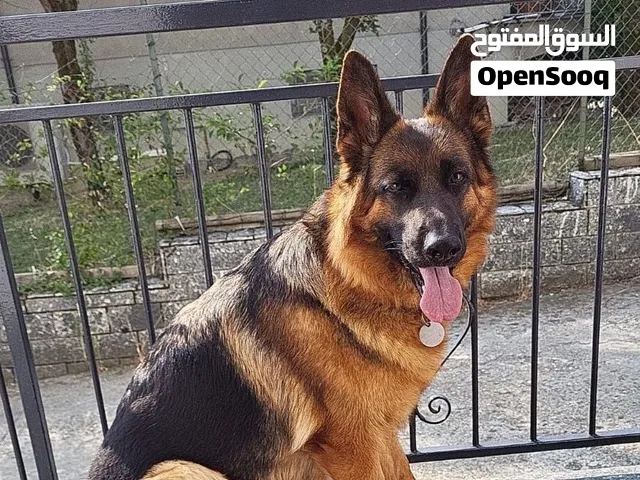 السلام عليكم اريد كلب جيرمن للتبني بغداد