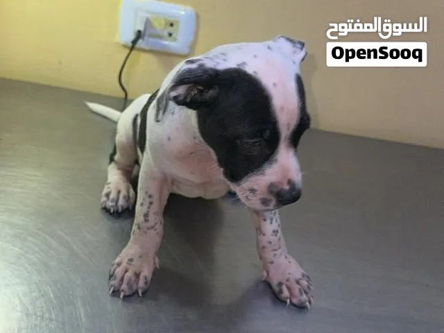 بيتبول انثى عدد 1