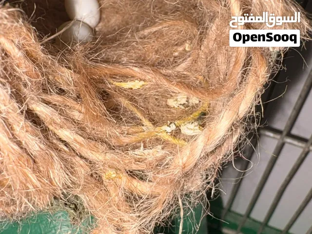 6طيور جنه 3ذكور 3اناثي يوجد معهم 2بيض 2فراخ انتاج 4شغالات معهم 6معالف 2مشرب ماء كبير مع القفص