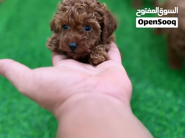 Female Poodle Teacup 55 Days