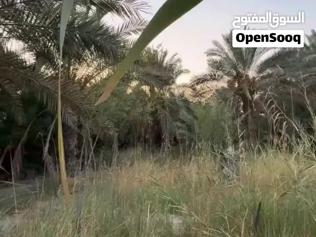 Farm Land for Rent in Basra Abu Al-Khaseeb