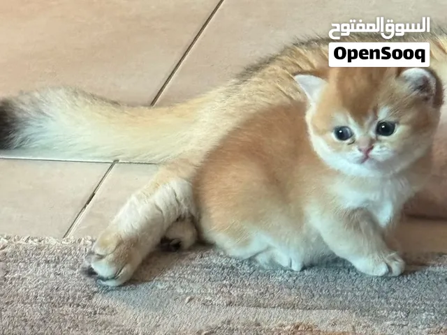 Pure Chubby cute Ny12 male Golden British shorthair