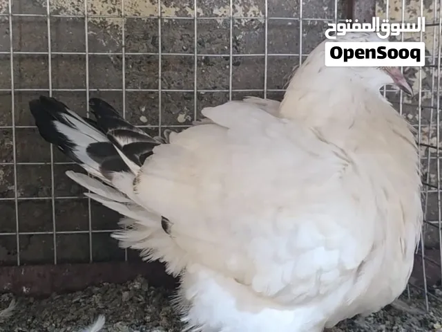 للبيع فرش جمله 5 حبات .الوصف تحت