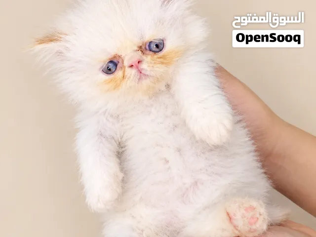 قط هيمالايا زرار بيور أورانج