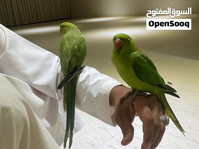 2 ببغاوات أليفات