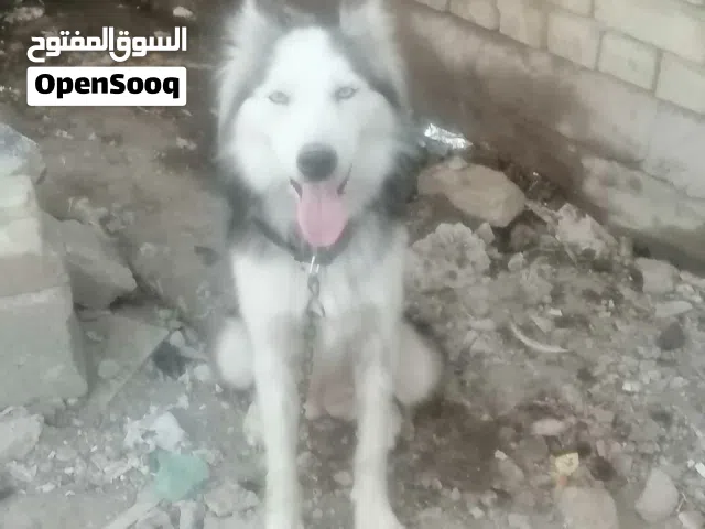 مراوس للبيع  نجف ميسان
