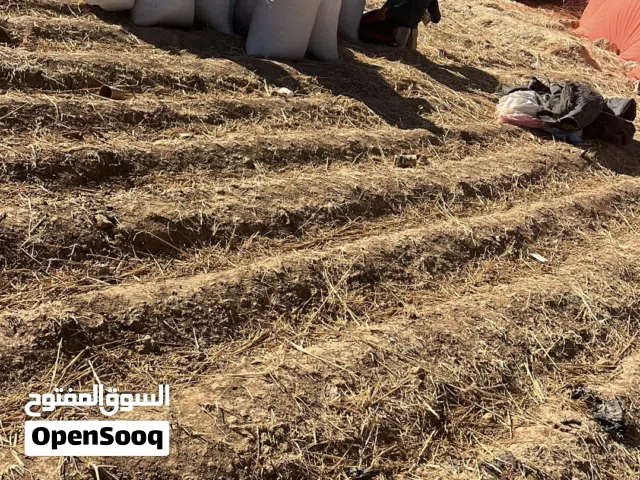 8 شوالات قمح