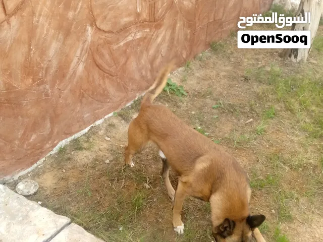مالينوا للبيع حاجة منظمة ونظيفة جرو مربي ماللي هو صغير عندي