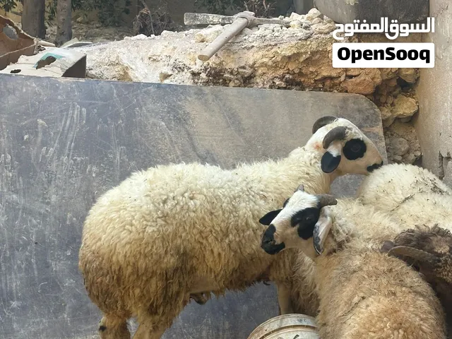 خروف قبرصي اصلي
