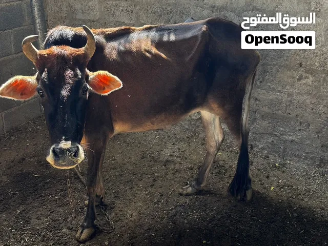 للبيع بقره عشار