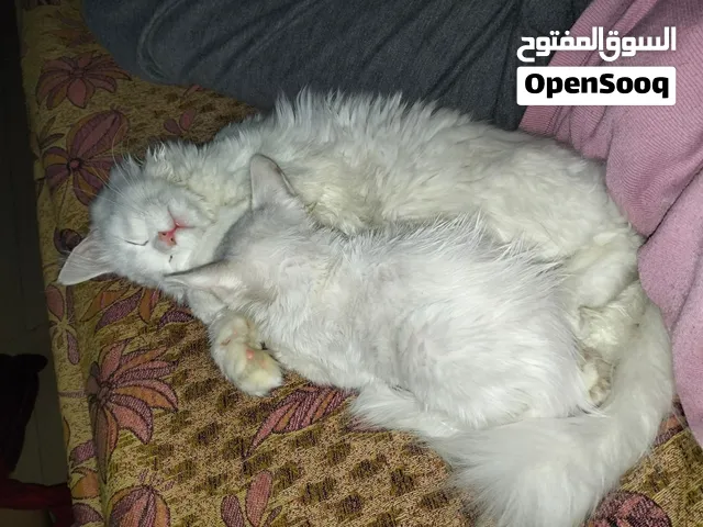 قطه شيرازي بيضه