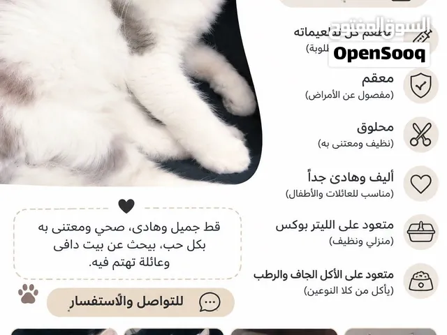 قط هملايا ذكر