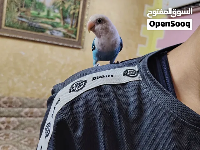 السلام عليكم زوج غندزرات اليفات