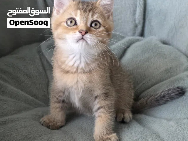بريتش شورت هير british short hair
