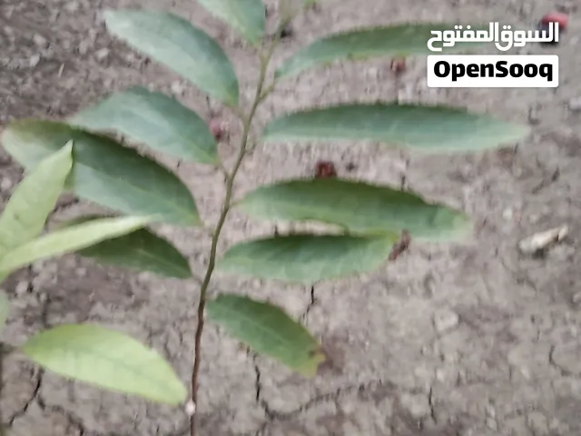 شتلات لمبا للبيع