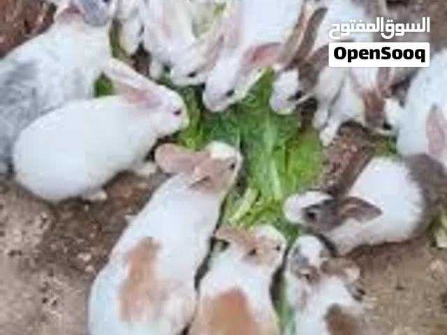 ارانب للبيع