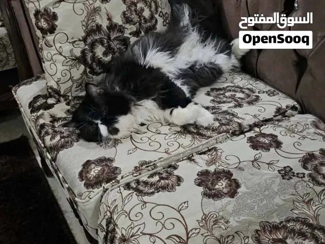 ذكر بيرشن للتبني