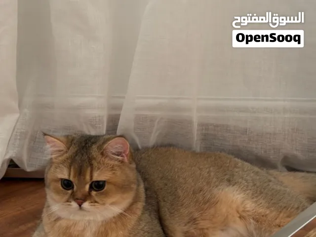 للبيع قطة British Shorthair أنثى، لون NY25