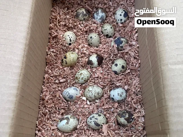 بيض سمان تكساس الأمريكي الأصلي مخصب