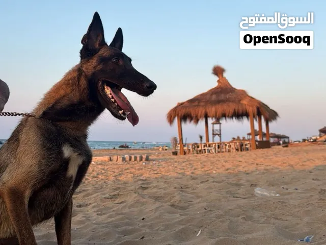 مالينوا مدرب طاعة وحراسة – ممتاز للمنازل