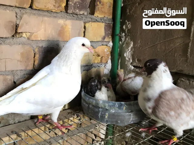 كنك هنه وبناتهن ثنين واحد ابيض والثاني نفس امه