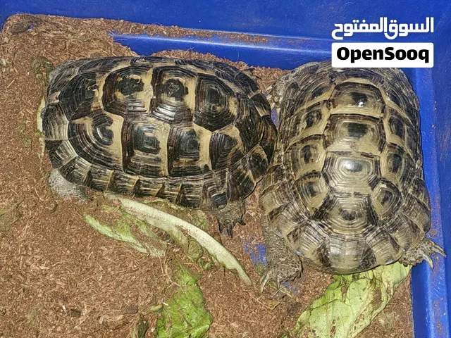 tortoise pair 2.5 years old