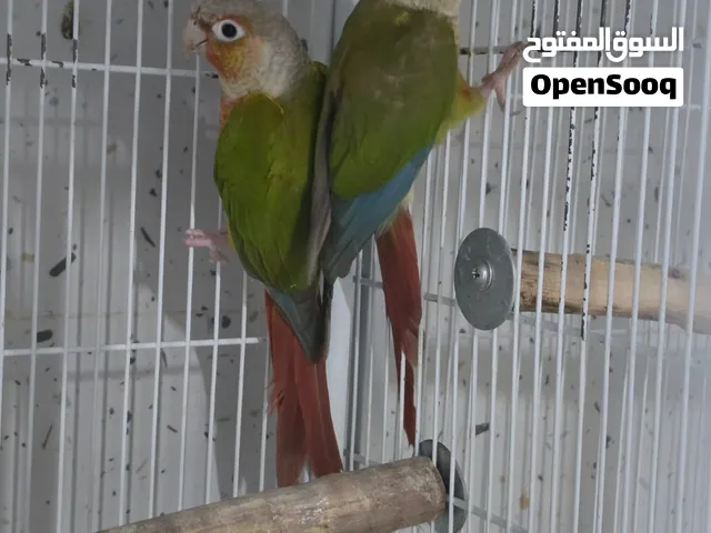 زوج كنيور.